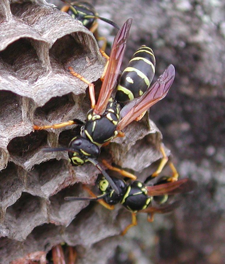 Polistes biglumis F ( Vespidae)